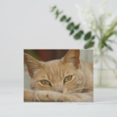 猫リラックスの。 ポストカード (スタンド正面)