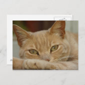 猫リラックスの。 ポストカード (正面/裏面)