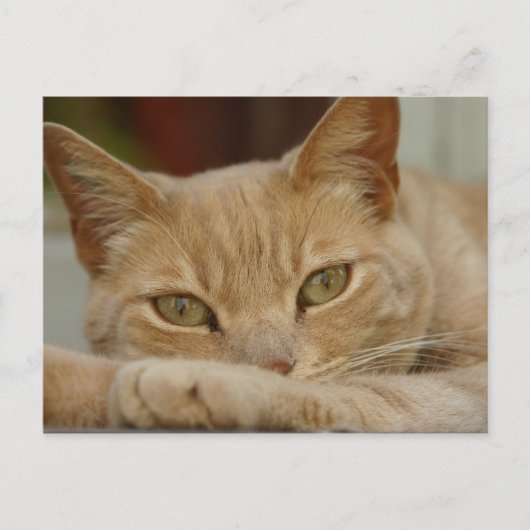 猫リラックスの。 ポストカード (正面)