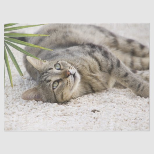 猫リラックスティッシュペーパー 薄葉紙 (正面)