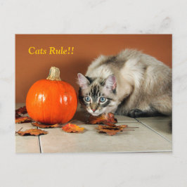猫ルールSiamese Post Card ポストカード