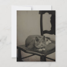 猫ヴィンテージ写真はがきのポートレート