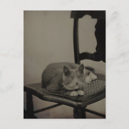 猫ヴィンテージ写真はがきのポートレート ポストカード (正面)
