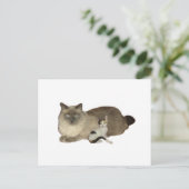 猫仲間 ポストカード (スタンド正面)