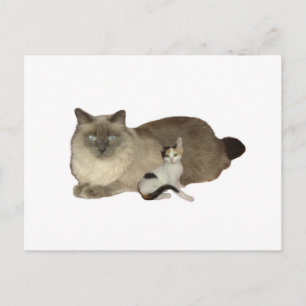猫仲間 ポストカード