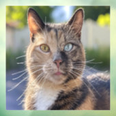 猫写真の追加カスタマイズ ウィンドウサイン (シート3)