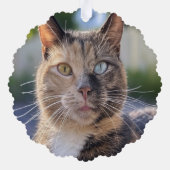 猫写真の追加カスタマイズ オーナメントカード (裏面)