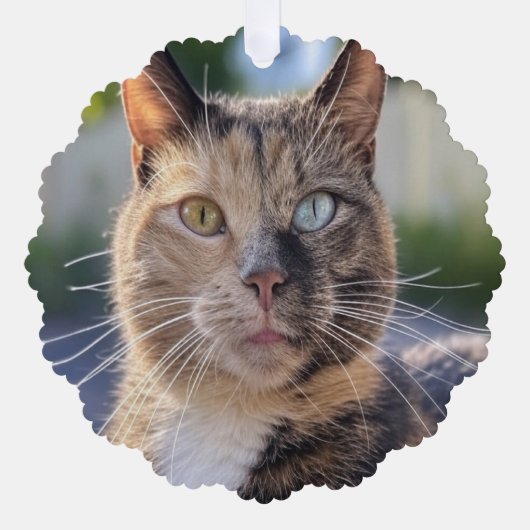 猫写真の追加カスタマイズ オーナメントカード (正面)