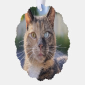 猫写真の追加カスタマイズ オーナメントカード (左)