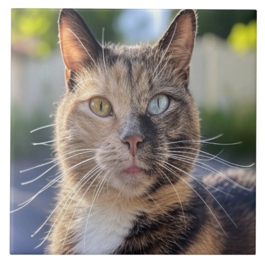 猫写真の追加カスタマイズ タイル (正面)