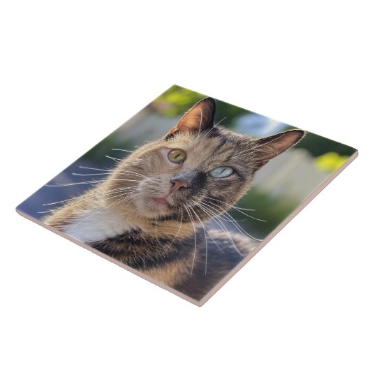 猫写真の追加カスタマイズ タイル (側面)