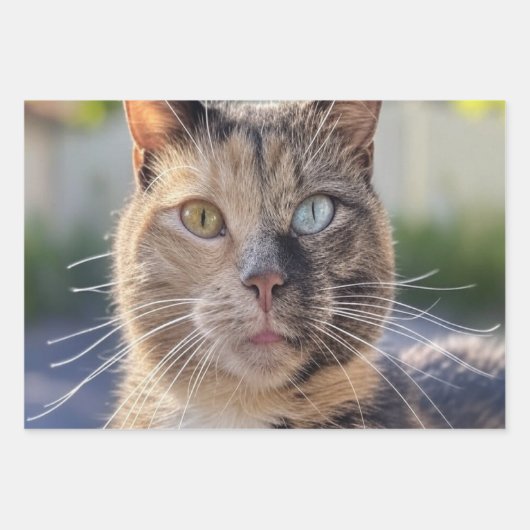 猫写真の追加カスタマイズ ラッピングペーパーシート (正面)