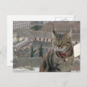 猫写真はがき ポストカード (正面/裏面)