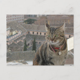 猫写真はがき ポストカード