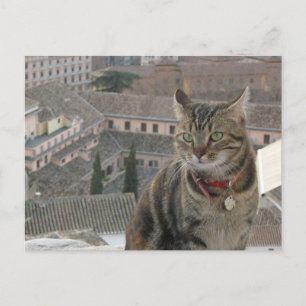 猫写真はがき ポストカード