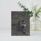 猫写真はがき ポストカード (スタンド正面)