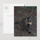 猫写真はがき ポストカード (正面/裏面)