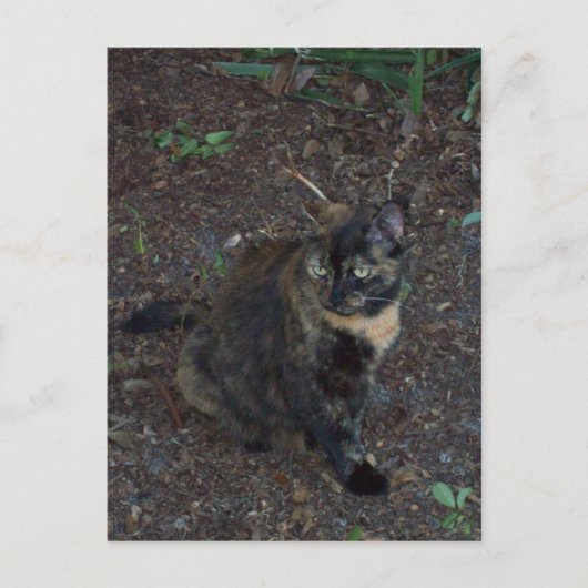 猫写真はがき ポストカード (正面)