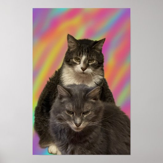 猫写真ポスター ポスター (正面)