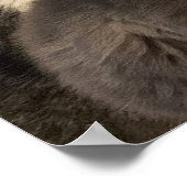 猫写真ポスター ポスター (角)