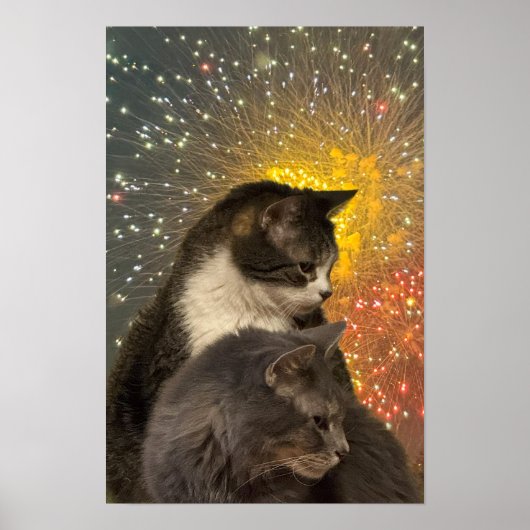猫写真ポスター ポスター (正面)