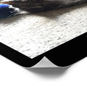 猫写真ポスター ポスター (角)