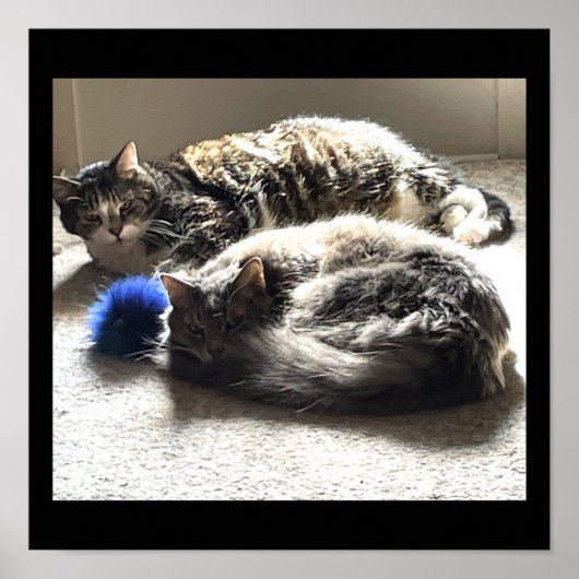 猫写真ポスター ポスター (正面)