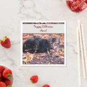 猫写真 スタンダードカクテルナプキン (インサイチュ)