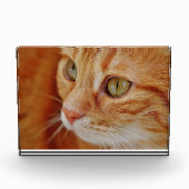 猫写真 フォトブロック (正面)