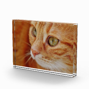 猫写真 フォトブロック