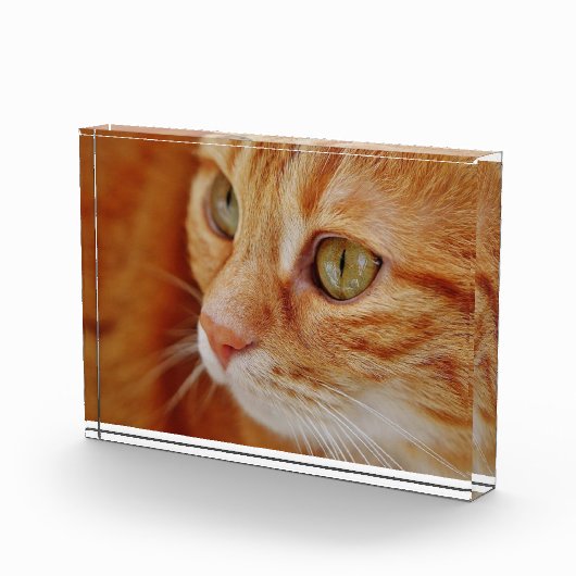 猫写真 フォトブロック (右)