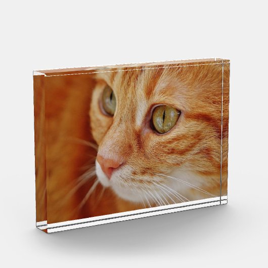 猫写真 フォトブロック (左)