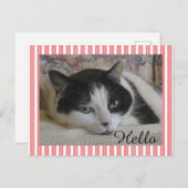 猫写真 ポストカード (正面/裏面)