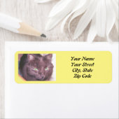 猫写真 ラベル (インサイチュ)