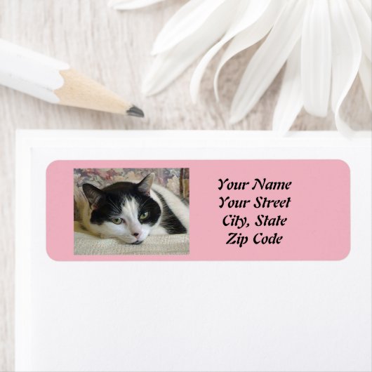 猫写真 ラベル (インサイチュ)