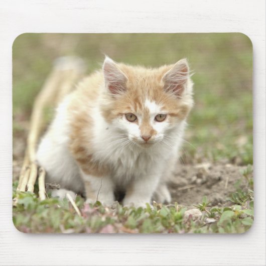 猫動物の写真 マウスパッド (正面)