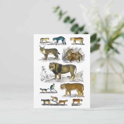 猫動物 ポストカード (スタンド正面)