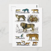 猫動物 ポストカード (正面/裏面)