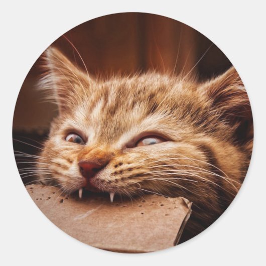 猫噛み段ボール箱 ラウンドシール (正面)