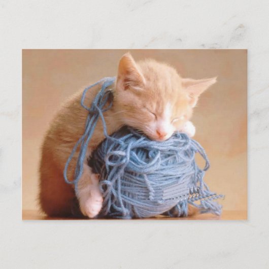 猫大切と猫の写真、ギフトカスタマイズ! ポストカード (正面)