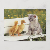猫大切、子猫のカード、ギフトカスタマイズ! ポストカード (正面)