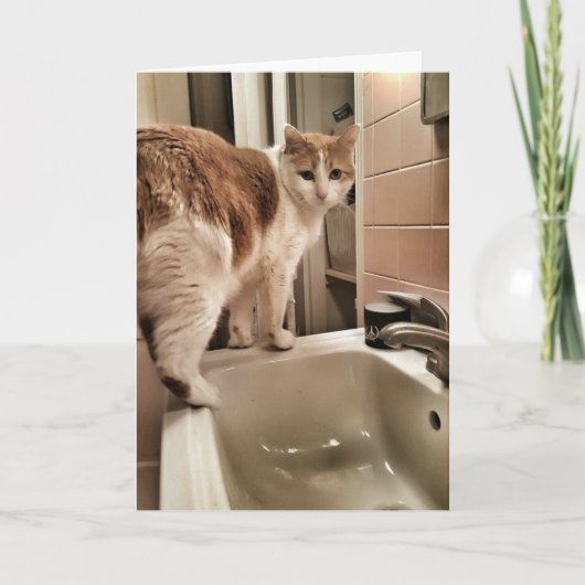 猫好きのおもしろいな誕生日 カード (正面)