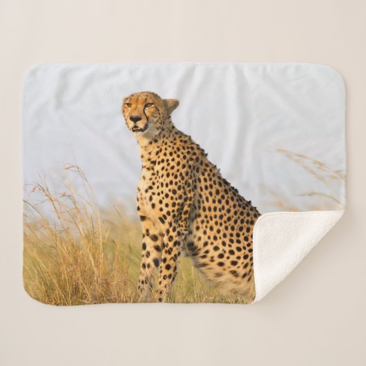 猫好き写真 シェルパブランケット (正面(横))