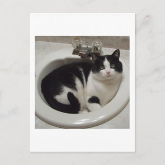 猫好き喜び ポストカード