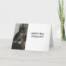 猫好き新しいプッシャットって？キッテン