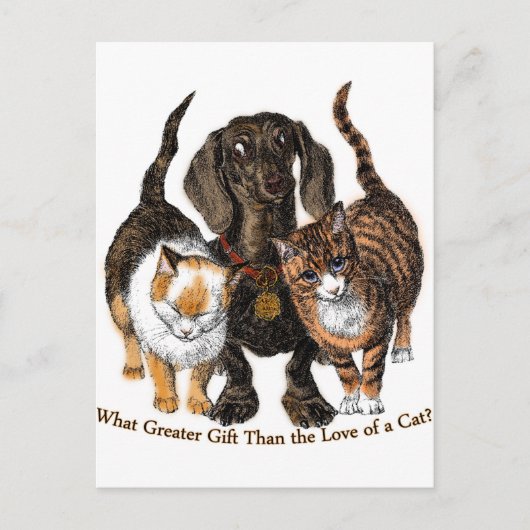 猫好き ポストカード (正面)