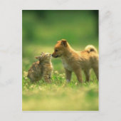 猫好き ポストカード (正面)