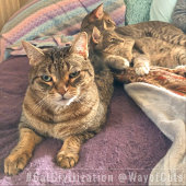 猫後を追の道と哲学 ソックス