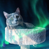 猫後を追の道と哲学 ソックス