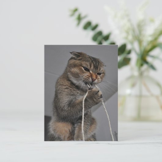 猫投げ ポストカード (スタンド正面)